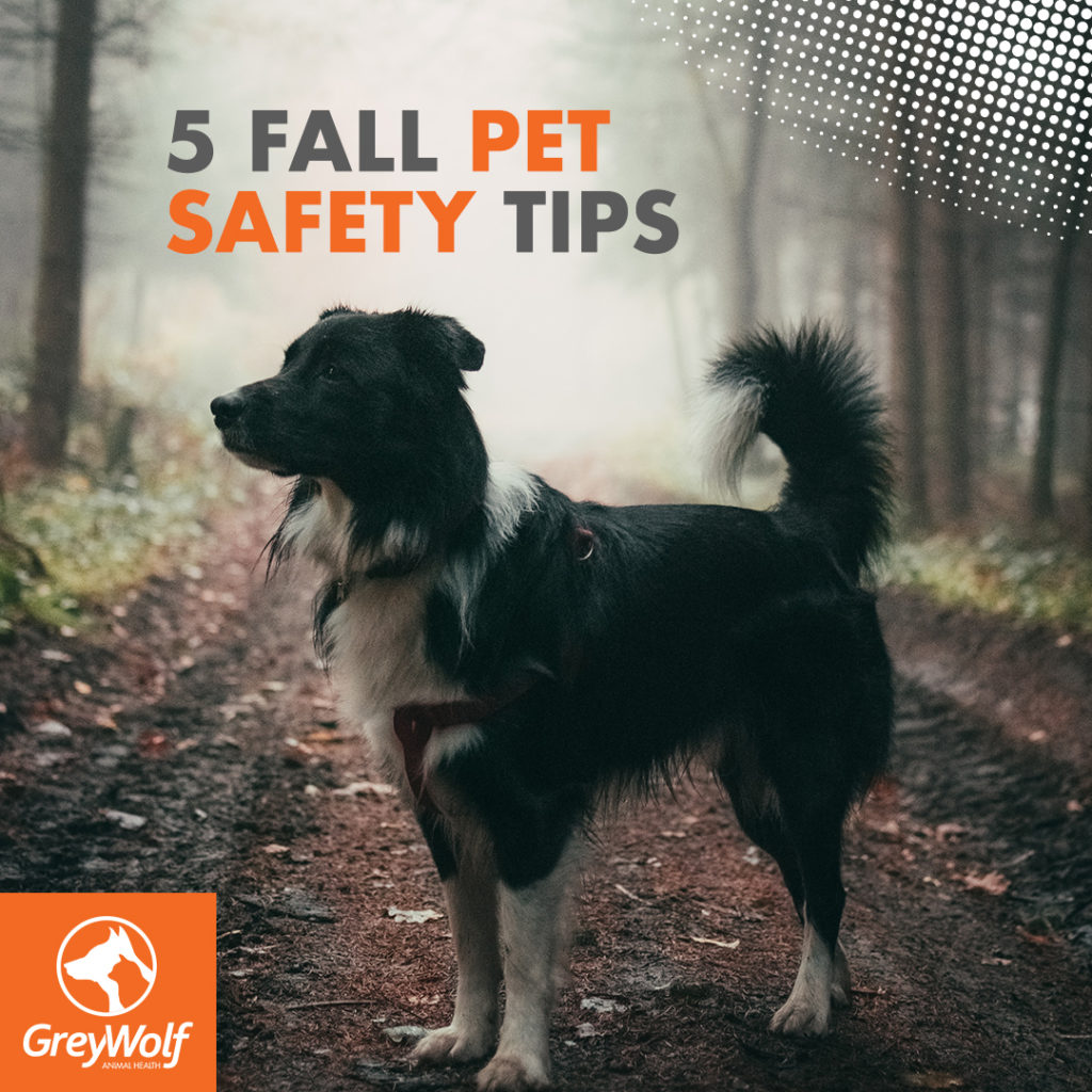 5-fall-safety-tips