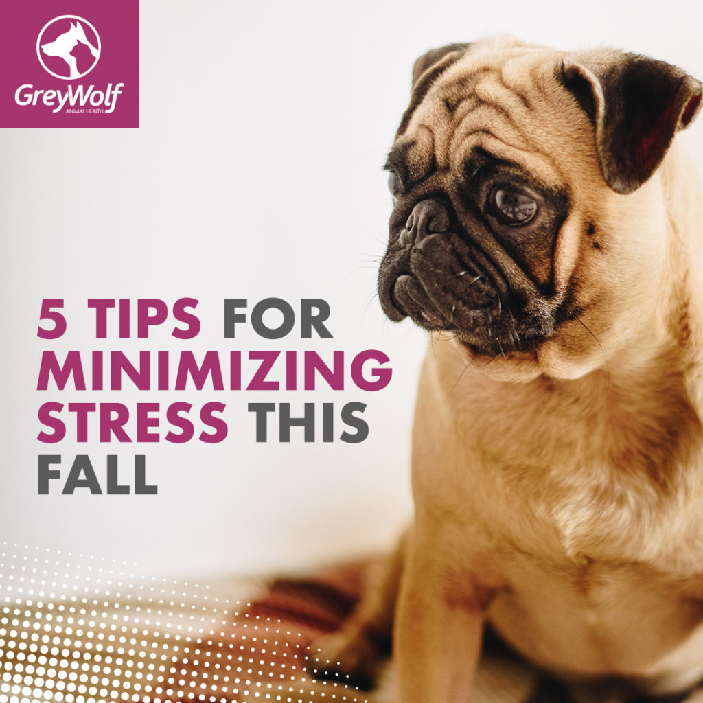 greywolf 5-tips-for-minimizing-stress-fall