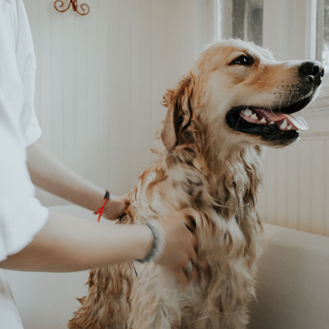 Spring Clean Your Pet – National Pet Grooming Day - Grey Wolf Animal Health